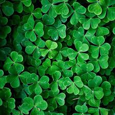 Mini Four Leaf Clover Blumensamen zur Aussaat – Garten beliebt – Traditionssorte & ohne Gentechnik Samen Hausgarten