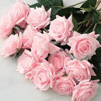 Light rosa home garten rose blume samen heirloom nongmo organic garten samen for anpflanzung
 
 sale for anpflanzung in home garten