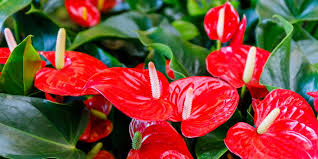 Rot Flamingoblume Blumensamen zur Aussaat – kompakt Wuchs – Traditionssorte & ohne Gentechnik Samen Hausgarten