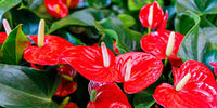 Rot Flamingoblume Blumensamen zur Aussaat – kompakt Wuchs – Traditionssorte & ohne Gentechnik Samen Hausgarten