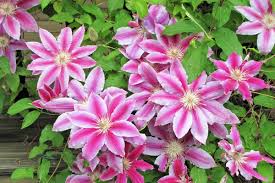 Waldrebe klein Rosa Blumensamen zur Aussaat – ideal Rabatten – Traditionssorte & ohne Gentechnik Samen Hausgarten