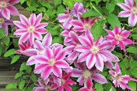 Waldrebe klein Rosa Blumensamen zur Aussaat – ideal Rabatten – Traditionssorte & ohne Gentechnik Samen Hausgarten