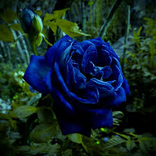 Midnight Supreme dunkel Blau Rose Strauch Blumensamen zur Aussaat Floral Elegance für Ihren Garten