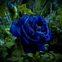 Midnight Supreme dunkel Blau Rose Strauch Blumensamen zur Aussaat Floral Elegance für Ihren Garten