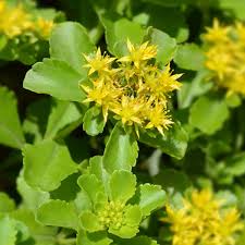 Gelb Sedum Blumensamen zur Aussaat – duftend Blüten – Traditionssorte & ohne Gentechnik Samen Hausgarten