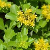 Gelb Sedum Blumensamen zur Aussaat – duftend Blüten – Traditionssorte & ohne Gentechnik Samen Hausgarten