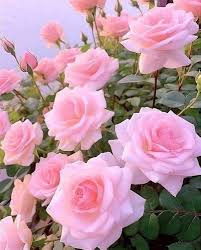 hell Rosa Hausgarten Rose Blumensamen Traditionssorte ohne Gentechnik biologisch Garten Samen zur Aussaat
