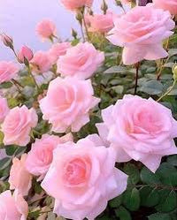 hell Rosa Hausgarten Rose Blumensamen Traditionssorte ohne Gentechnik biologisch Garten Samen zur Aussaat