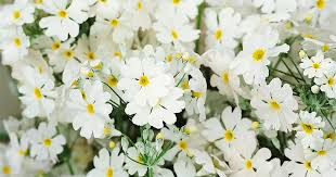Weiß & Gelb Primel Malacoides Blumensamen zur Aussaat – saisonal Dauerblüher – Traditionssorte & ohne Gentechnik Samen Hausgarten