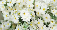 Weiß & Gelb Primel Malacoides Blumensamen zur Aussaat – saisonal Dauerblüher – Traditionssorte & ohne Gentechnik Samen Hausgarten