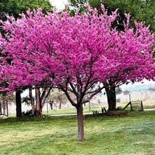 Rosa Redbud blühend Blumensamen zur Aussaat – Drought verträglich – Traditionssorte & ohne Gentechnik Samen Hausgarten