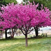 Rosa Redbud blühend Blumensamen zur Aussaat – Drought verträglich – Traditionssorte & ohne Gentechnik Samen Hausgarten