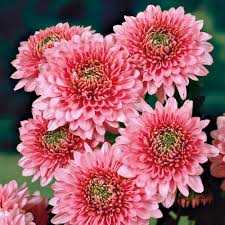 hell Rosa Chrysantheme Blumensamen zur Aussaat – leuchtend – Traditionssorte & ohne Gentechnik Samen Hausgarten