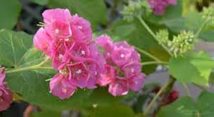 Dombeya Bourgassiae Rosa Blossom Pflanze Samen zur Aussaat