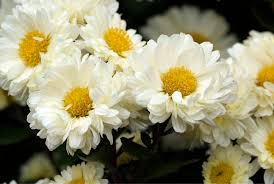 Weiß Gelb Chrysantheme Blumensamen zur Aussaat – leuchtend Blüten – Traditionssorte & ohne Gentechnik Samen Hausgarten