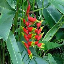 Heliconia Rostrata Blumensamen zur Aussaat – pflegeleicht – Traditionssorte & ohne Gentechnik Samen Hausgarten