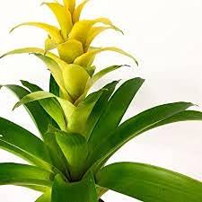 Gelb Bromeliad Tillandsia Bulbosa Blumensamen zur Aussaat – Traditionssorte – ohne Gentechnik – biologisch Garten Samen