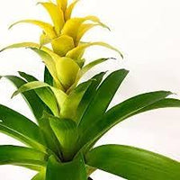 Gelb Bromeliad Tillandsia Bulbosa Blumensamen zur Aussaat – Traditionssorte – ohne Gentechnik – biologisch Garten Samen