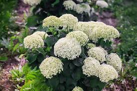 Invincibelle limetta' hydrangea blume samen for anpflanzung - cut blume favorite, heirloom & gmo free samen for home garten
 
 sale for anpflanzung in home garten.