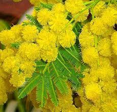 Gelb Wattle Blumensamen zur Aussaat – duftend Blüten – Traditionssorte & ohne Gentechnik Samen Hausgarten