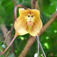 Weiß Orange Orchidee Blumensamen zur Aussaat – Schnitt Blume beliebt – Traditionssorte & Gentechnik Samen Hausgarten