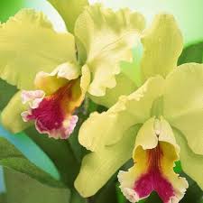 Gelb Rot Cattleya Blumensamen zur Aussaat – lang Blüte Saison – Traditionssorte & ohne Gentechnik Samen Hausgarten