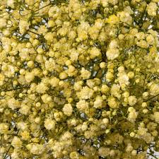 Gypsophila Gelb Blumensamen zur Aussaat – pflegeleicht – Traditionssorte & ohne Gentechnik Samen Hausgarten