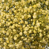 Gypsophila Gelb Blumensamen zur Aussaat – pflegeleicht – Traditionssorte & ohne Gentechnik Samen Hausgarten