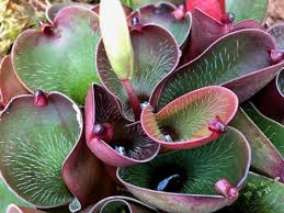 Rot Heliamphora Pulchella Blumensamen zur Aussaat – robust Sorte – Traditionssorte & ohne Gentechnik Samen Hausgarten