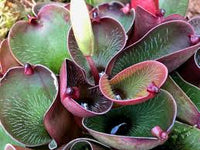 Rot Heliamphora Pulchella Blumensamen zur Aussaat – robust Sorte – Traditionssorte & ohne Gentechnik Samen Hausgarten