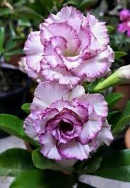 Carnations Violett Weiß Blumensamen zur Aussaat – leuchtend Blüten – Traditionssorte & ohne Gentechnik Samen Hausgarten