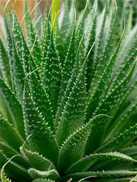 Grün Aloe Variegata zur Aussaat – leuchtend – Traditionssorte & ohne Gentechnik Samen Hausgarten