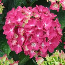 Hortensie Rosa Blumensamen zur Aussaat – duftend Blüten – Traditionssorte & ohne Gentechnik Samen Hausgarten