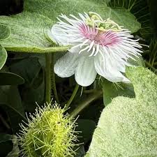 Weiß Passiflora Biflora Blumensamen zur Aussaat – Halbschatten verträglich – Traditionssorte & ohne Gentechnik Samen Hausgarten