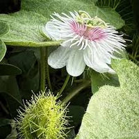 Weiß Passiflora Biflora Blumensamen zur Aussaat – Halbschatten verträglich – Traditionssorte & ohne Gentechnik Samen Hausgarten