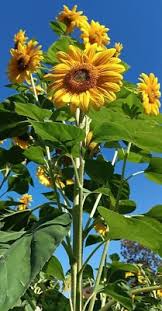 Sonnenblumen Samen Russische Riesen