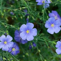 Blau Linum Blumensamen zur Aussaat – Schnitt Blume beliebt – Traditionssorte & ohne Gentechnik Samen Hausgarten