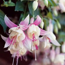 gefüllt Petals Fuchsie Samen zur Aussaat – Creme Rot Blumensamen leuchtend Gärten