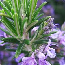 Rosemary Blume Blumensamen zur Aussaat – pflegeleicht – Traditionssorte & ohne Gentechnik Samen Hausgarten