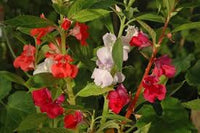 Gemischt Balsamine Blumensamen zur Aussaat – Landhaus Garten wichtig – Traditionssorte & ohne Gentechnik Samen Hausgarten