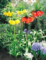 Gemischt Imperial Wang Fritillaria Blumensamen Wildblume Mischung Traditionssorte ohne Gentechnik biologisch Garten Samen zur Aussaat