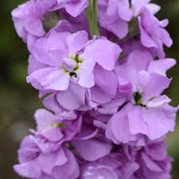 Lavender matthiola incana blume samen cut blume favorite heirloom nongmo organic garten samen for anpflanzung
 
 sale for anpflanzung in home garten