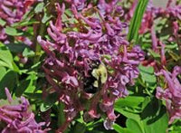 Corydalis Solida Blumensamen zur Aussaat – Wildblume Mischung – Traditionssorte & ohne Gentechnik Samen Hausgarten