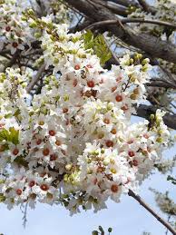 Yellowhorn Xanthoceras Sorbifolium Samen zur Aussaat – sonnenliebend – Traditionssorte & ohne Gentechnik Samen Hausgarten