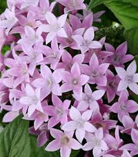 Pentas Lanceolata Samen zur Aussaat Attract Butterflies Blüten