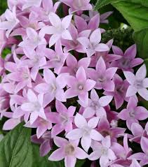 Semi di Pentas lanceolata da seminare, fiori che attirano le farfalle