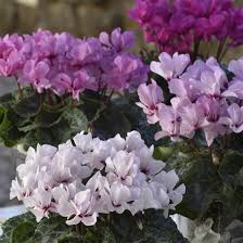 mehrfarbig Alpenveilchen Samen zur Aussaat leuchtend Blumensamen für Ihren Garten