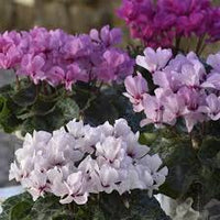 mehrfarbig Alpenveilchen Samen zur Aussaat leuchtend Blumensamen für Ihren Garten