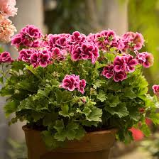Rosa Weiß Geranie Blumensamen zur Aussaat – sonnenliebend – Traditionssorte & ohne Gentechnik Samen Hausgarten