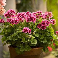 Rosa Weiß Geranie Blumensamen zur Aussaat – sonnenliebend – Traditionssorte & ohne Gentechnik Samen Hausgarten